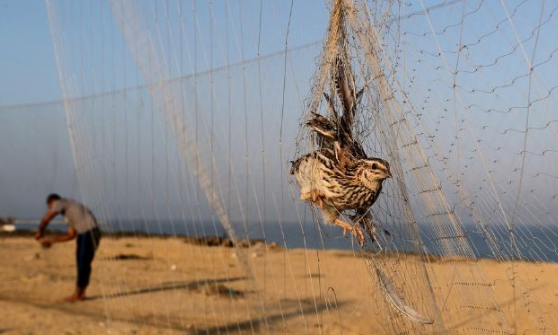 غزة: حظر صيد السمان المهاجر 